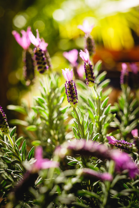 Lavender